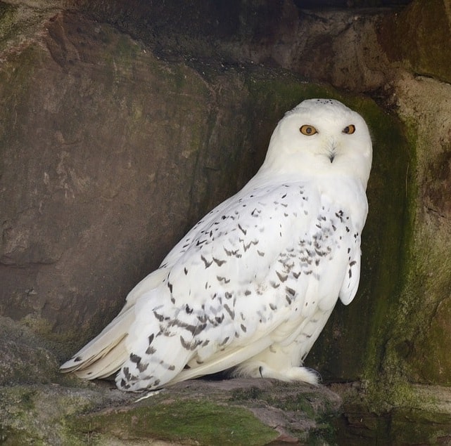 snowy-owl