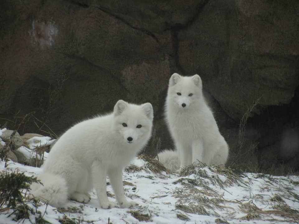 arctic-fox