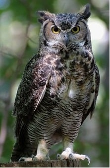 great-horned-owl