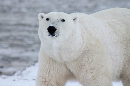 polar-bear