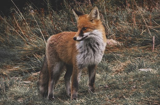 red-fox