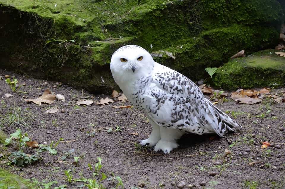 snowy-owl