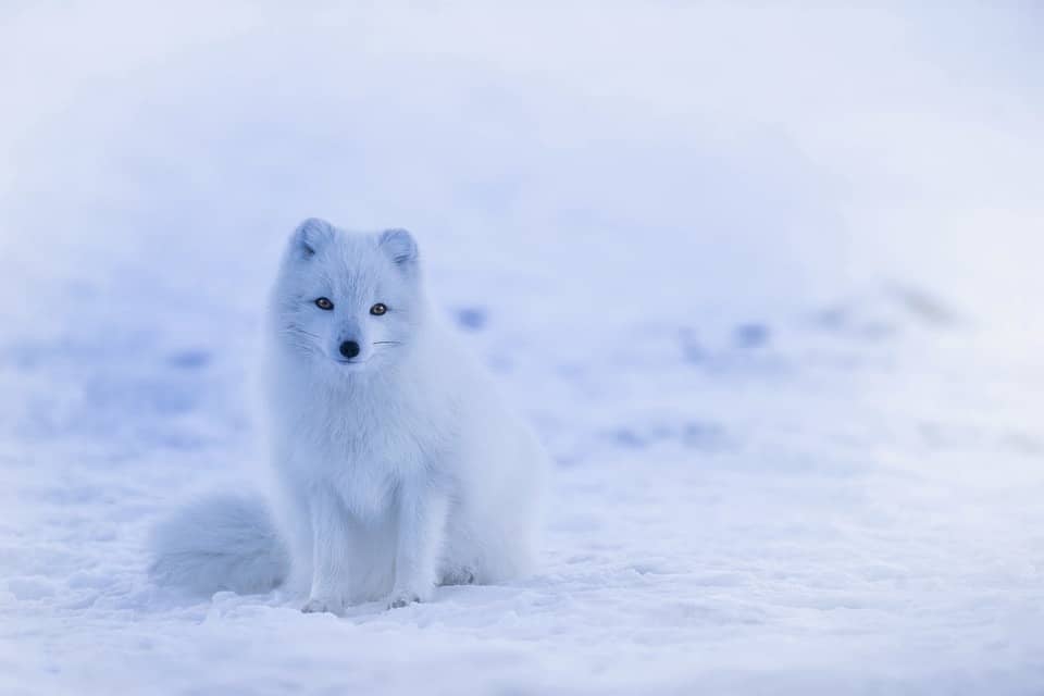 arctic-fox