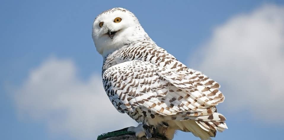 snowy-owl